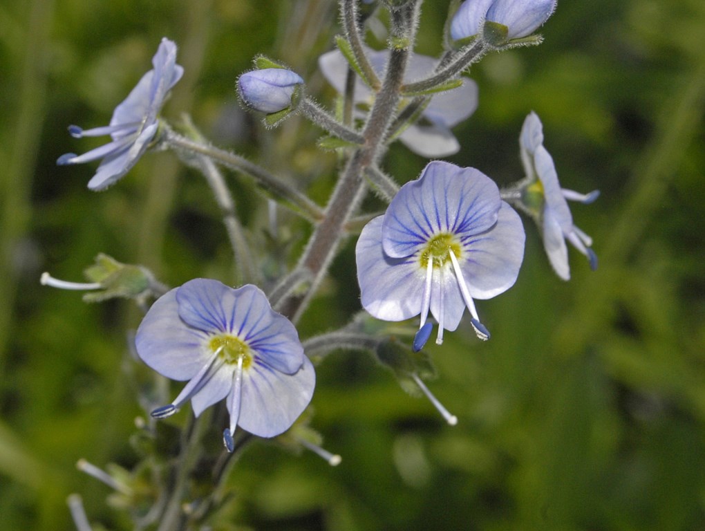 I fiori di una pianticella alpina - Veronica sp.